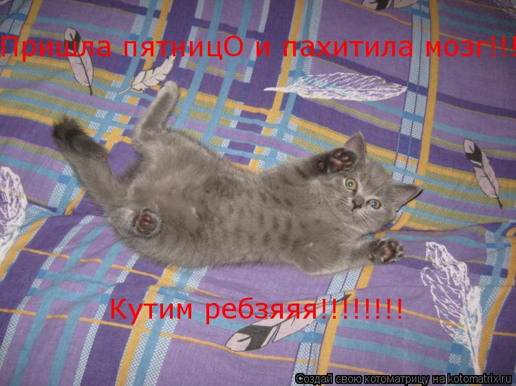 Пришла пятницО и пахитила мозг!!! Пришла пятницО и пахитила мозг!!! Кутим ребзяяя!!!!!!!!... Котоматрица: Пришла пятницО и пахитила мозг!!! Пришла пятницО и пахитила мозг!!! Кутим ребзяяя!!!!!!!!