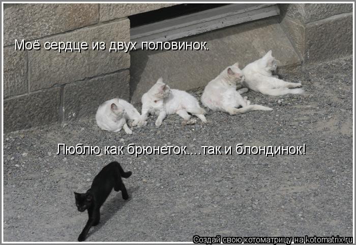 Котоматрица: Моё сердце из двух половинок. Люблю как брюнеток....так и блондинок!