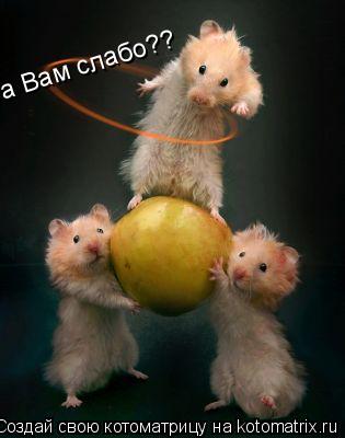 Котоматрица: а Вам слабо??