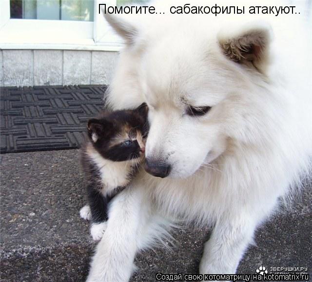 Котоматрица: Помогите... сабакофилы атакуют..