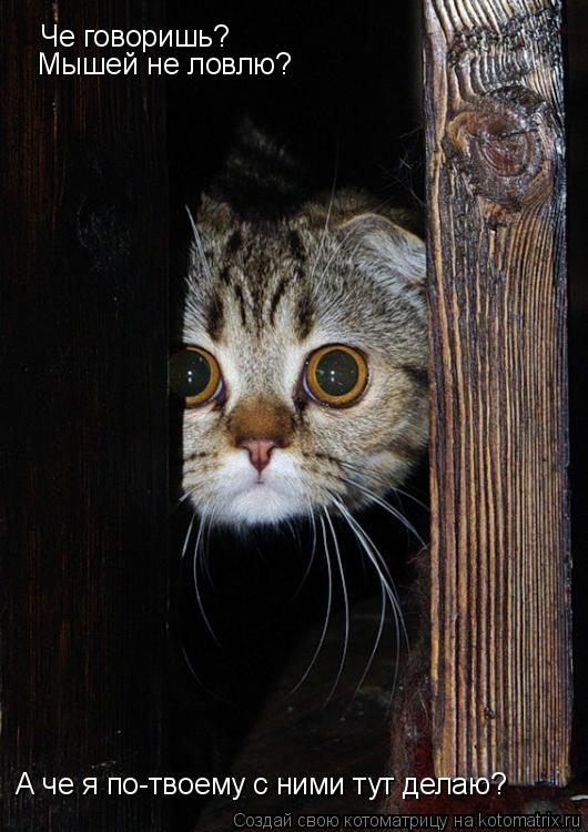 Че говоришь? Мышей не ловлю? А че я по-твоему с ними тут делаю?... Котоматрица: Че говоришь? Мышей не ловлю? А че я по-твоему с ними тут делаю?