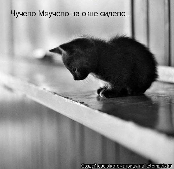 Котоматрица: Чучело Мяучело,на окне сидело...