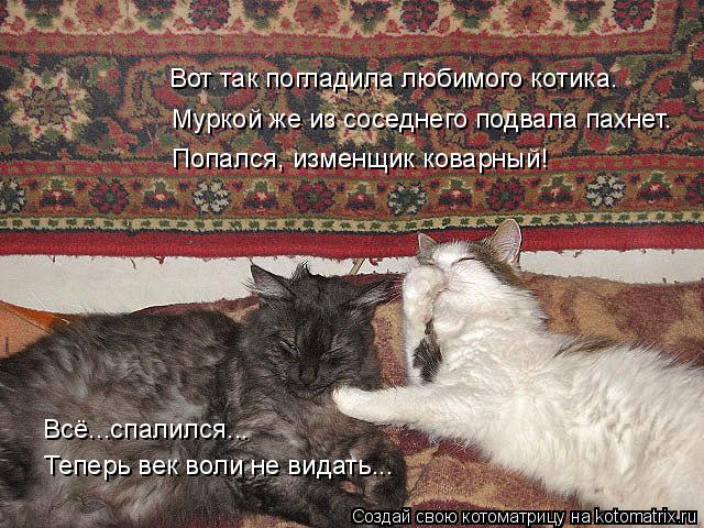 Муркой же из соседнего подвала пахнет. Вот так погладила любимого котика. Попался, изменщик коварный... Котоматрица: Муркой же из соседнего подвала пахнет. Вот так погладила любимого котика. Попался, изменщик коварный! Всё...спалился... Теперь век воли не ви