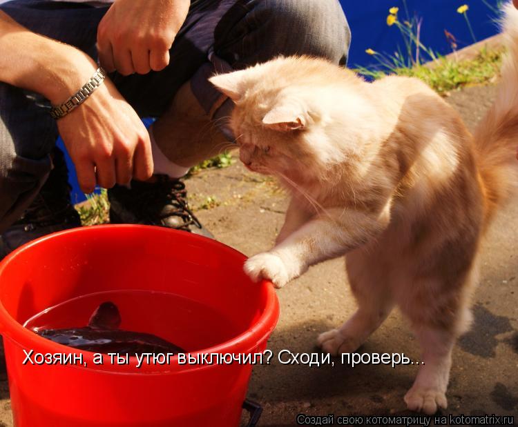 Хозяин, а ты утюг выключил? Сходи, проверь...... Котоматрица: Хозяин, а ты утюг выключил? Сходи, проверь...