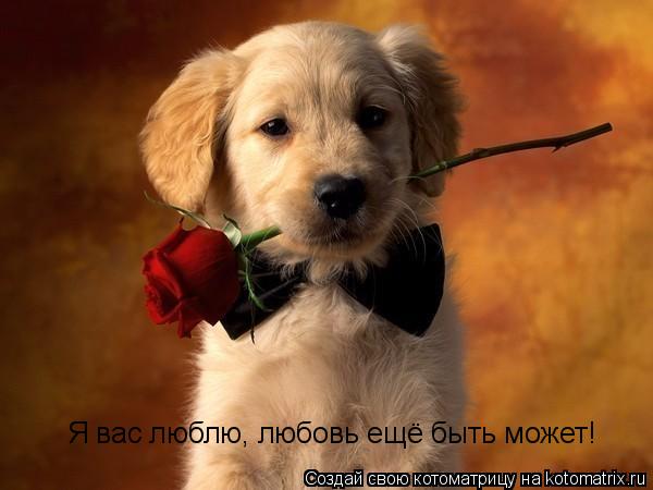 Я вас люблю, любовь ещё быть может!... Котоматрица: Я вас люблю, любовь ещё быть может!