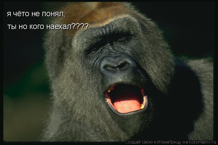 я чёто не понял, ты но кого наехал????... Котоматрица: я чёто не понял, ты но кого наехал????