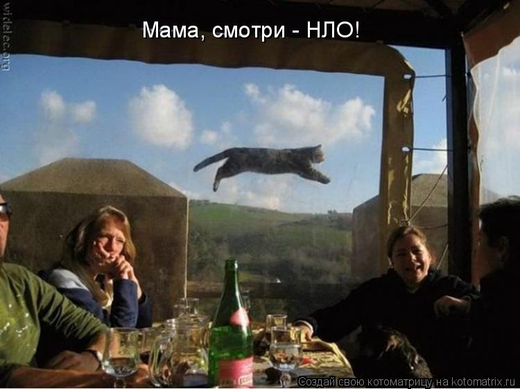 Котоматрица: Мама, смотри - НЛО!