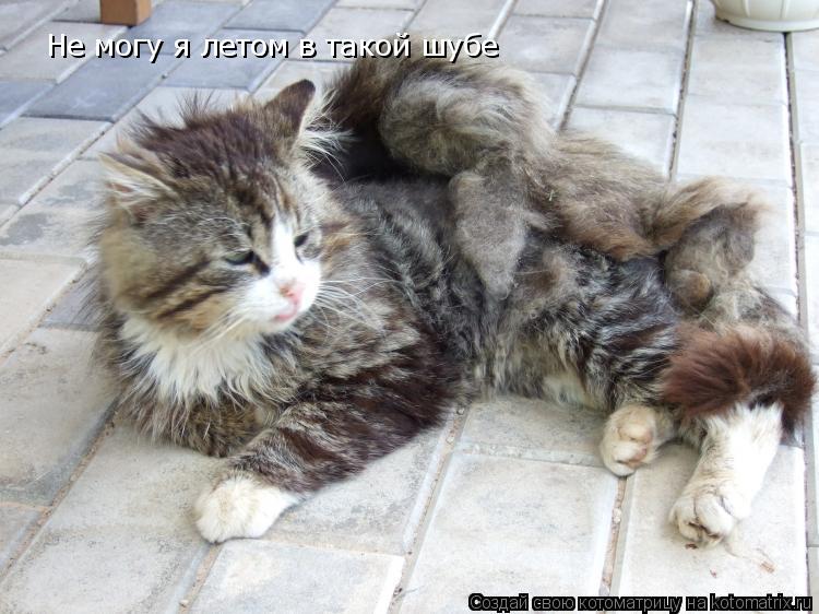 Не могу я летом в такой шубе... Котоматрица: Не могу я летом в такой шубе