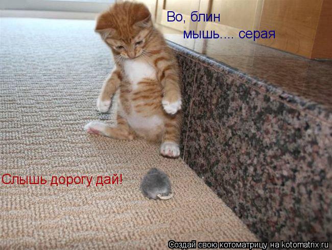 Во, блин мышь.... серая Слышь дорогу дай!... Котоматрица: Во, блин мышь.... серая Слышь дорогу дай!