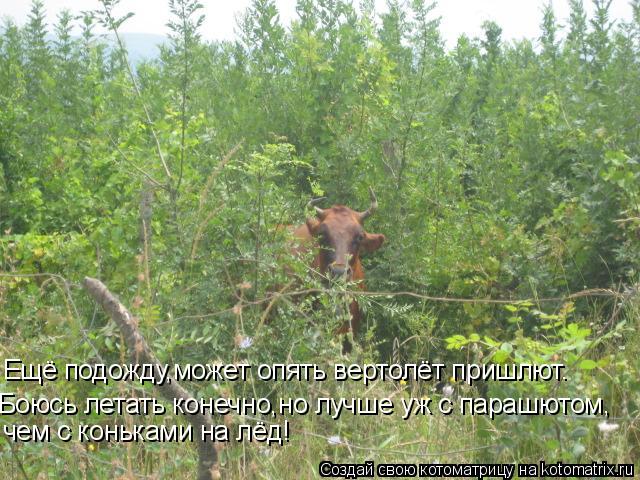 Котоматрица: Ещё подожду,может опять вертолёт пришлют. Боюсь летать конечно,но лучше уж с парашютом, чем с коньками на лёд!