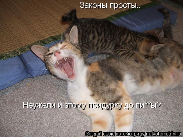 Законы просты.. Неужели и этому придурку до пи**ы?... Котоматрица: Законы просты.. Неужели и этому придурку до пи**ы?