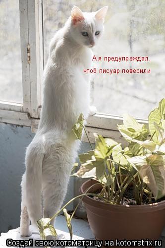 Котоматрица: А я предупреждал, чтоб писуар повесили