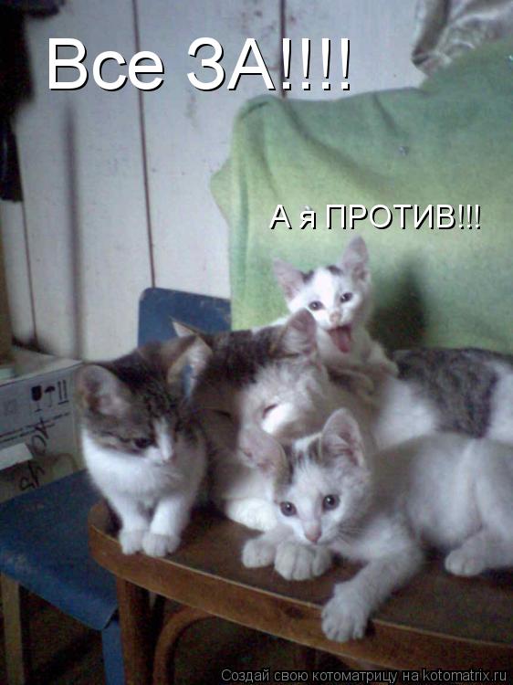 Все ЗА!!!! А я ПРОТИВ!!!... Котоматрица: Все ЗА!!!! А я ПРОТИВ!!!