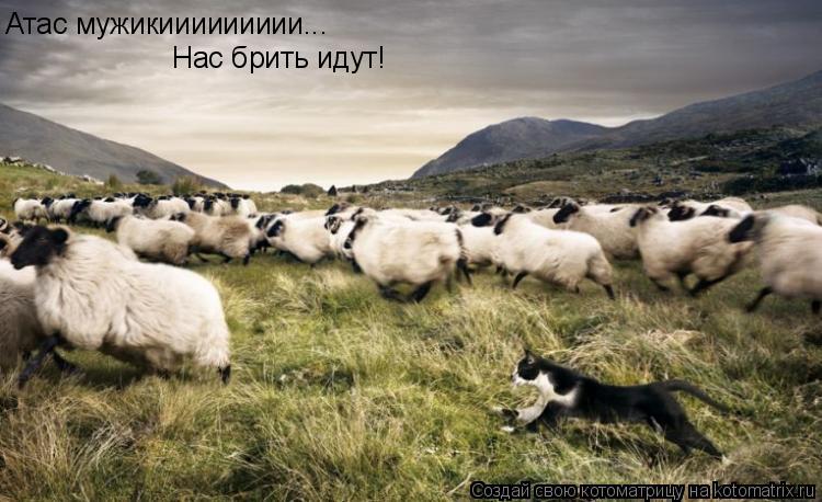 Атас мужикиииииииии... Нас брить идут!... Котоматрица: Атас мужикиииииииии... Нас брить идут!