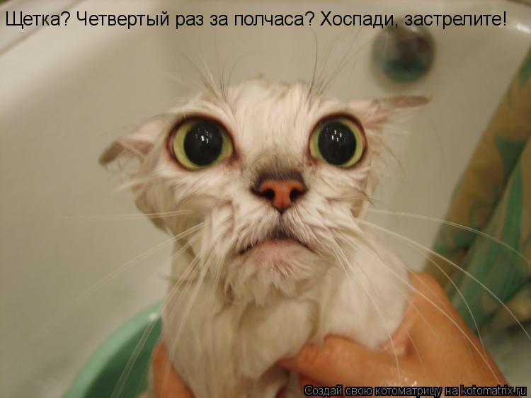 Котоматрица: Щетка? Четвертый раз за полчаса? Хоспади, застрелите!
