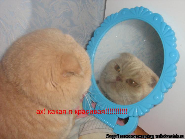 ах! какая я красивая!!!!!!!!!!!... Котоматрица: ах! какая я красивая!!!!!!!!!!!
