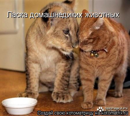 Котоматрица: Ласка домашнедиких животных