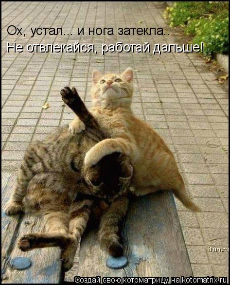 Ох, устал... и нога затекла.. Не отвлекайся, работай дальше!... Котоматрица: Ох, устал... и нога затекла.. Не отвлекайся, работай дальше!