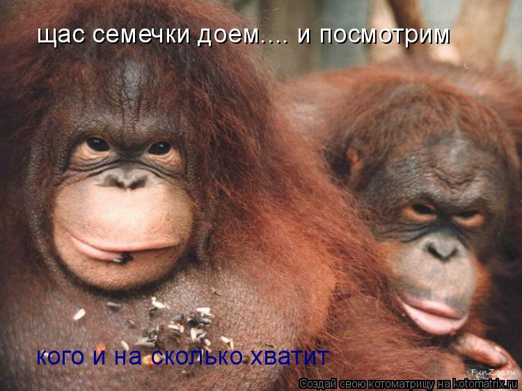 щас семечки доем.... и посмотрим кого и на сколько хватит... Котоматрица: щас семечки доем.... и посмотрим кого и на сколько хватит