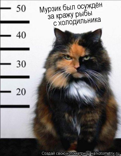 Мурзик был осуждён за кражу рыбы с холодильника... Котоматрица: Мурзик был осуждён за кражу рыбы с холодильника