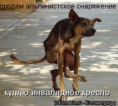 Котоматрица: продам альпинистское снаряжение куплю инвалидное кресло