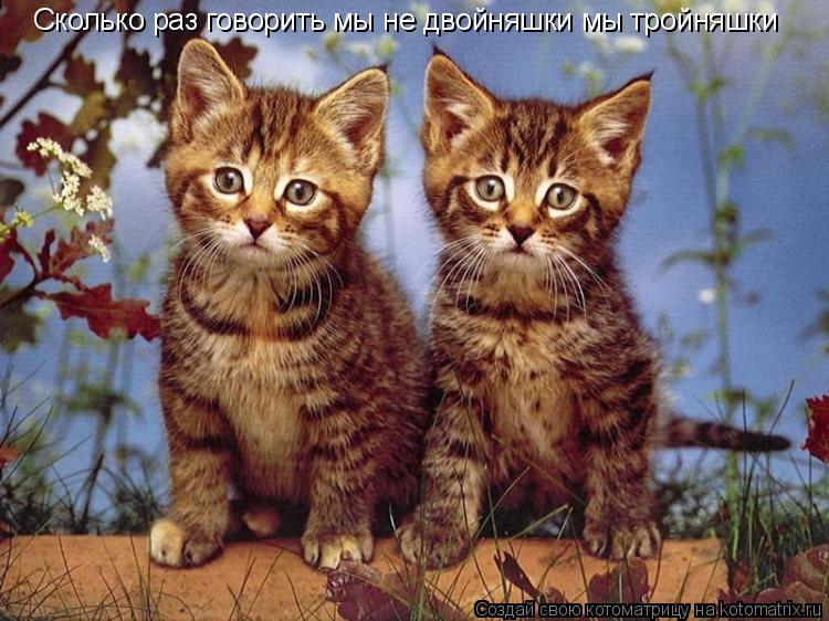 Сколько раз говорить мы не двойняшки мы тройняшки... Котоматрица: Сколько раз говорить мы не двойняшки мы тройняшки