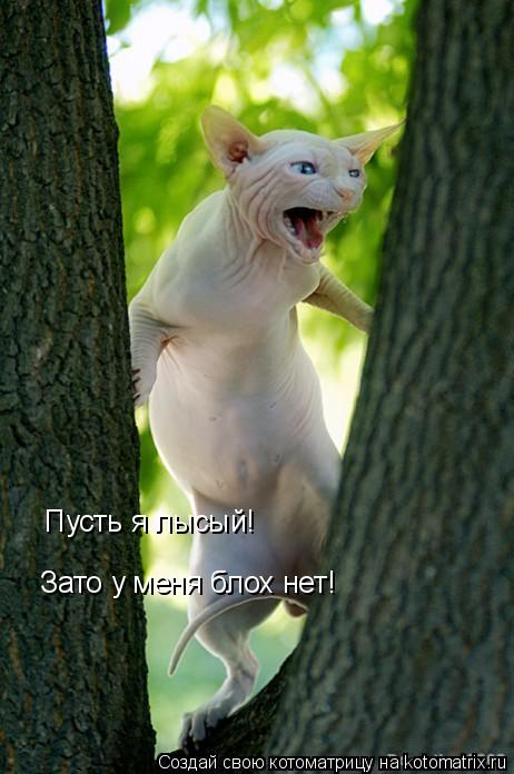 Пусть я лысый! Зато у меня блох нет!... Котоматрица: Пусть я лысый! Зато у меня блох нет!