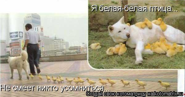 Я белая-белая птица... Не смеет никто усомниться...... Котоматрица: Я белая-белая птица... Не смеет никто усомниться...