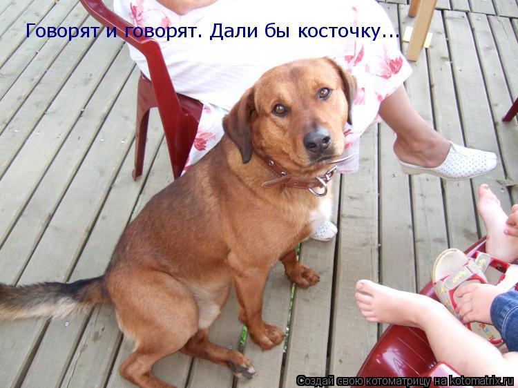 Говорят и говорят. Дали бы косточку...... Котоматрица: Говорят и говорят. Дали бы косточку...