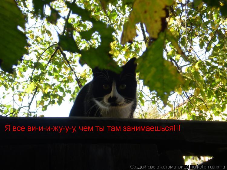 Я все ви-и-и-жу-у-у, чем ты там занимаешься!!!... Котоматрица: Я все ви-и-и-жу-у-у, чем ты там занимаешься!!!