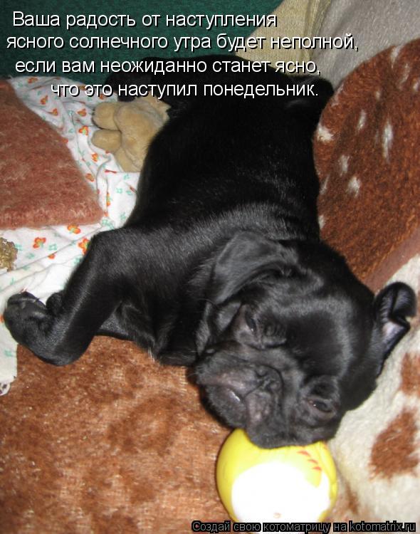 Ваша радость от наступления ясного солнечного утра будет неполной, если вам неожиданно станет ясно, ч... Котоматрица: Ваша радость от наступления ясного солнечного утра будет неполной, если вам неожиданно станет ясно, что это наступил понедельник.
