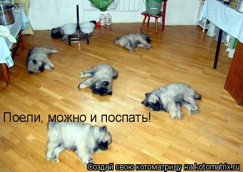 Поели, можно и поспать!... Котоматрица: Поели, можно и поспать!