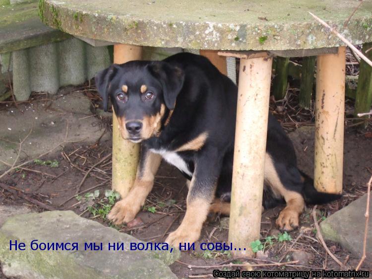 Котоматрица: Не боимся мы ни волка, ни совы...