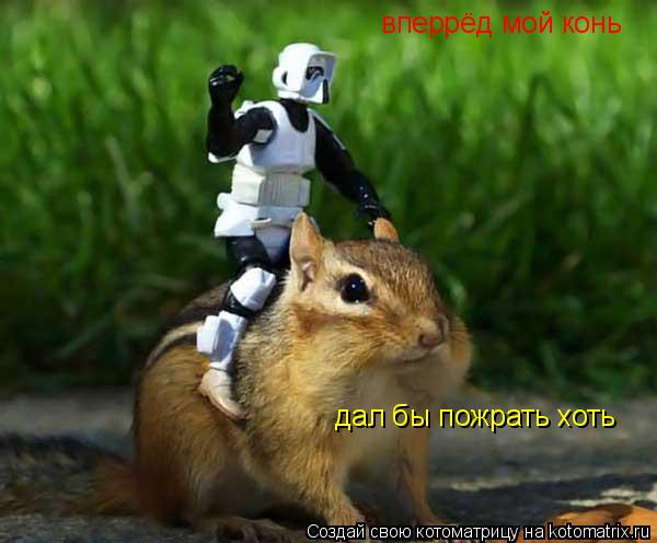 Котоматрица: вперрёд мой конь дал бы пожрать хоть
