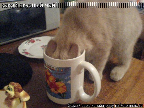 Котоматрица: какой вкусный чай!!!!!!!!!!!!!!!!!!!!!!!!!!!!!!!!!!!!!!!!!!!!!!!!!!!!!!!!!!!!!!!!!!!!!!!!!!!!!!!!!