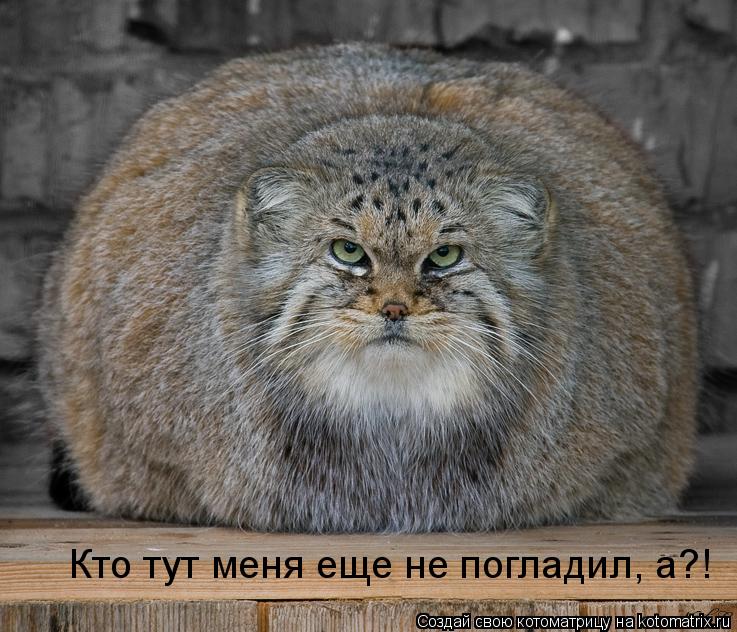 Котоматрица: Кто тут меня еще не погладил, а?!