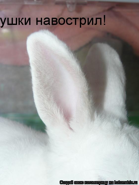 Котоматрица: ушки навострил!