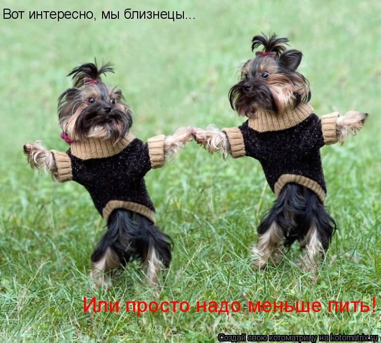 Вот интересно, мы близнецы... Или просто надо меньше пить!... Котоматрица: Вот интересно, мы близнецы... Или просто надо меньше пить!