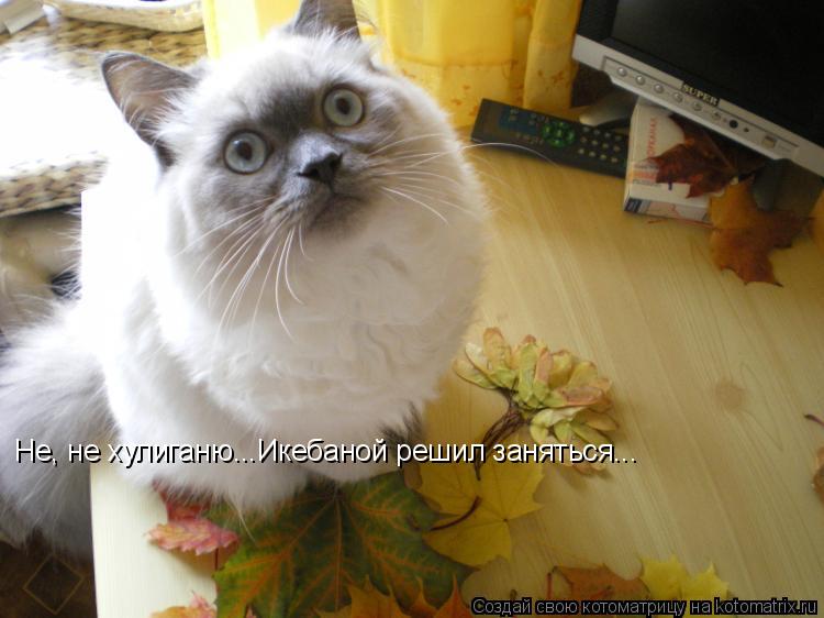 Не, не хулиганю...Икебаной решил заняться...... Котоматрица: Не, не хулиганю...Икебаной решил заняться...