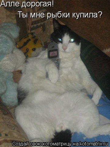 Алле дорогая! Ты мне рыбки купила?... Котоматрица: Алле дорогая! Ты мне рыбки купила?