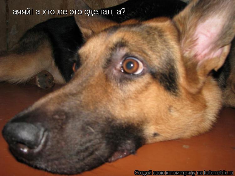 Котоматрица: аяяй! а хто же это сделал, а?