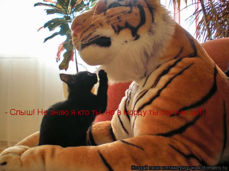 - Слыш! Не знаю я кто ты, но в морду ты получишь!!!... Котоматрица: - Слыш! Не знаю я кто ты, но в морду ты получишь!!!