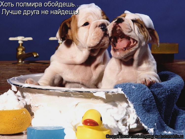 Хоть полмира обойдешь… Лучше друга не найдешь! ..... Котоматрица: Хоть полмира обойдешь… Лучше друга не найдешь! ..