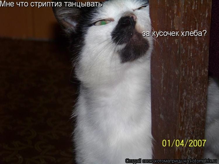 Мне что стриптиз танцывать за кусочек хлеба?... Котоматрица: Мне что стриптиз танцывать за кусочек хлеба?