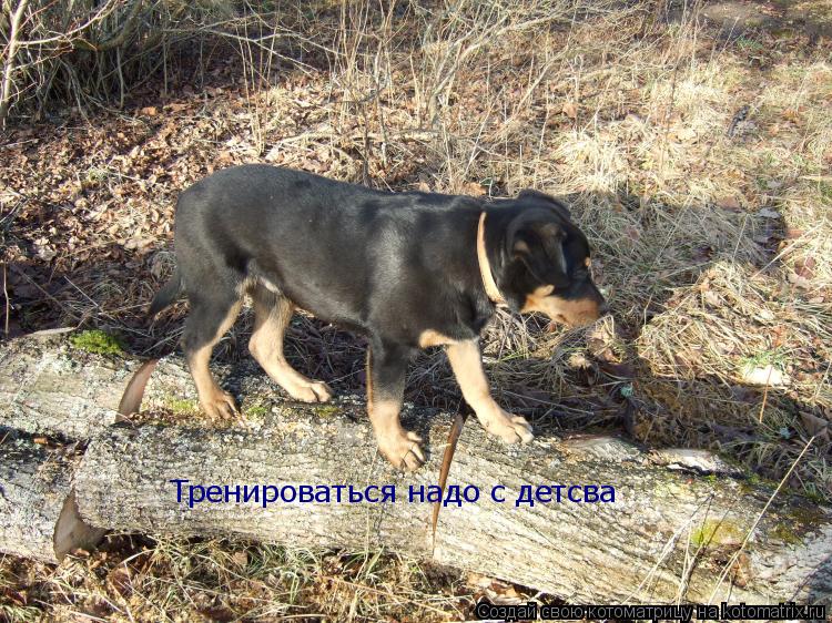 Тренироваться надо с детсва... Котоматрица: Тренироваться надо с детсва