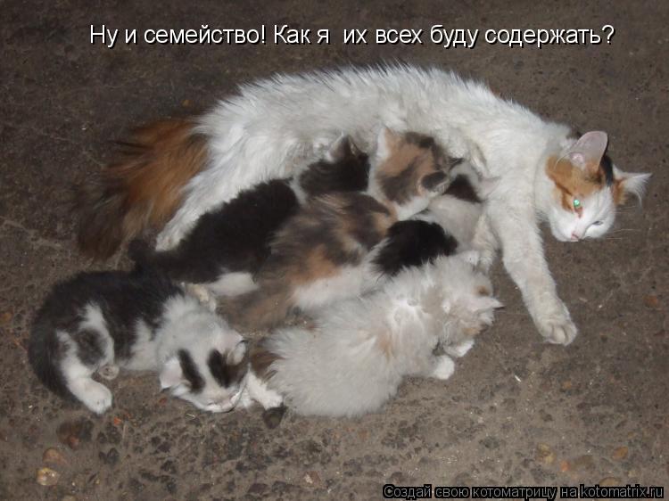 Котоматрица: Ну и семейство! Как я  их всех буду содержать?