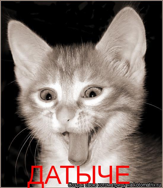 ДАТЫЧЕ... Котоматрица: ДАТЫЧЕ