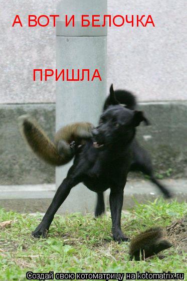А ВОТ И БЕЛОЧКА ПРИШЛА... Котоматрица: А ВОТ И БЕЛОЧКА ПРИШЛА