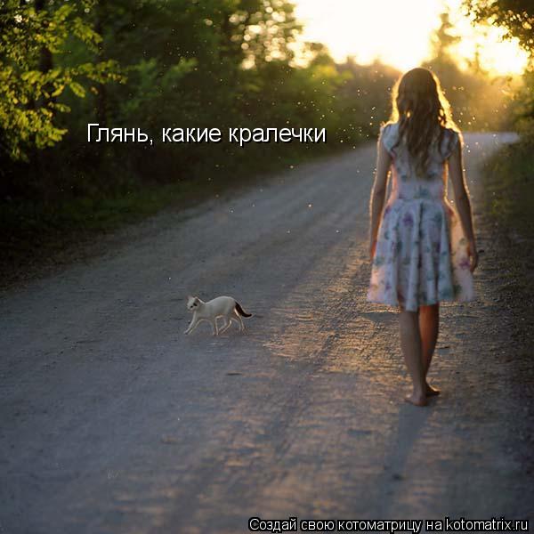 Котоматрица: Глянь, какие кралечки