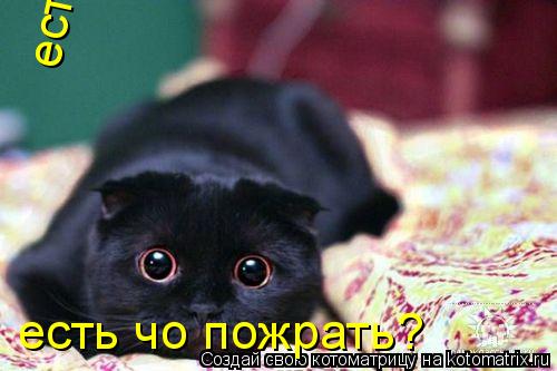Котоматрица: есть чо пожрать? есть чо пожрать?